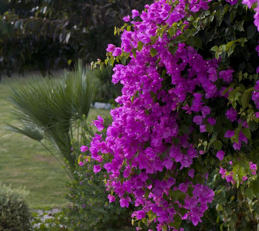 Ammos Naxos Exclusive Apartments & Studios Naxos City Esterno foto